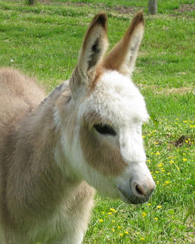 Critter Haven Farm Miniature Donkeys